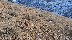 охота на кеклик самаркад