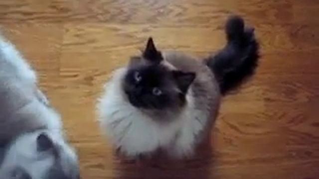 Гималайский кот требует еды смотреть онлайн
