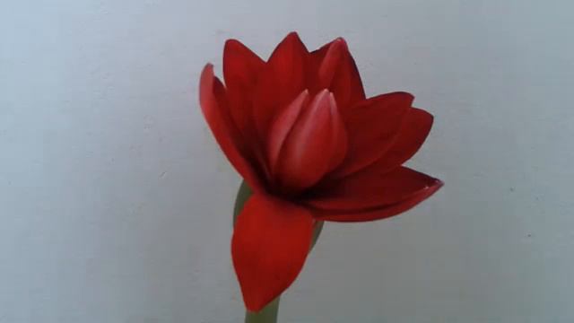 Crini de Ghiveci amaryllis! Part :4 смотреть онлайн