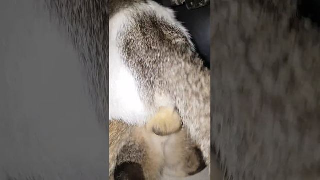 Kucing kebelet crot 😂 смотреть онлайн