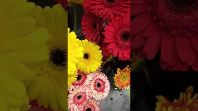 Гербера - красивые цветы для букета смотреть онлайн