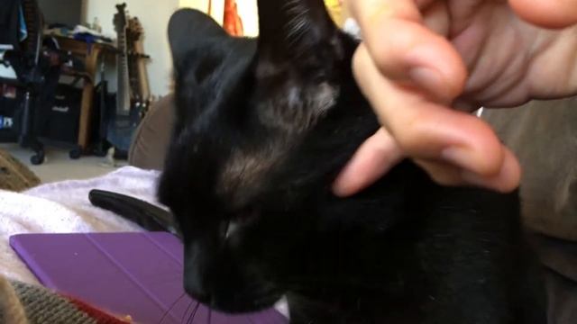 Black Cat Purring And Kneading