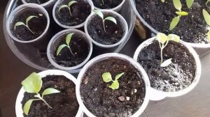 Перец и баклажаны, почему листья СКРУЧИВАЮТСЯ