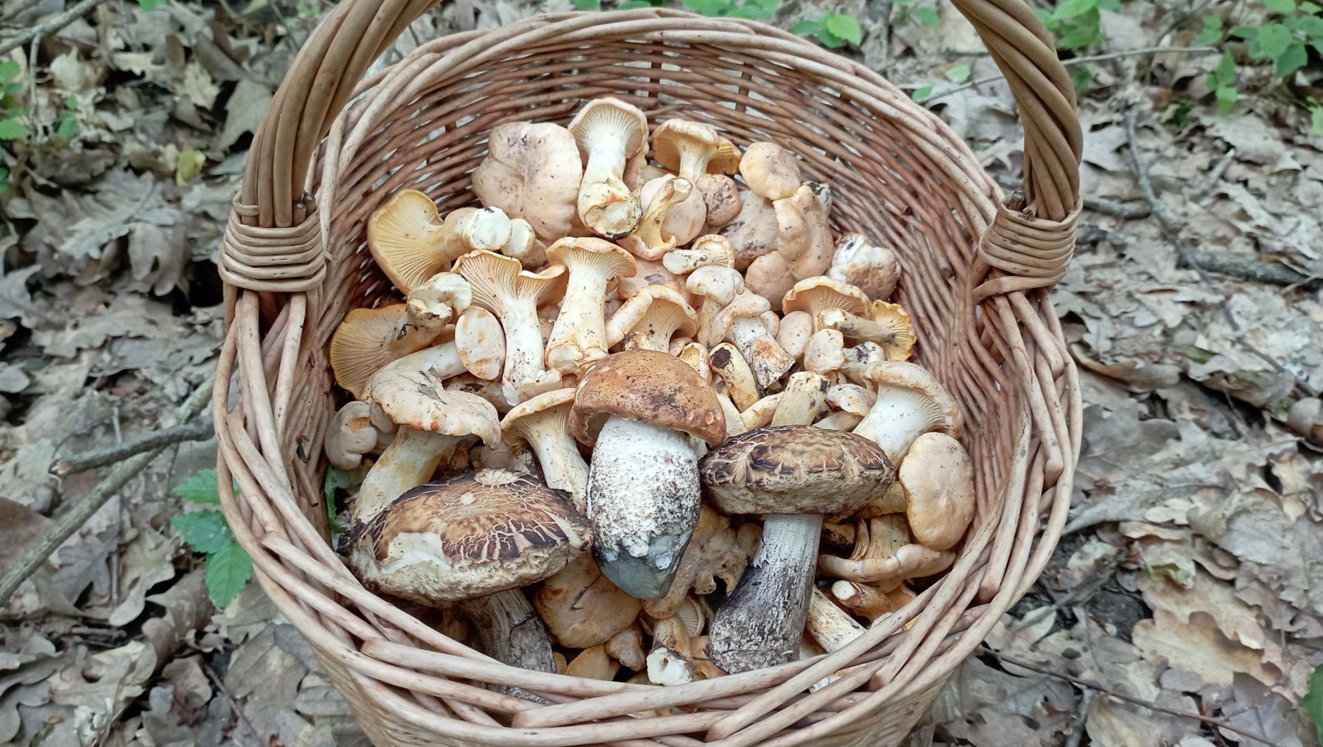 ЛИСИЧКИ !!! Небольшая, но почти корзинка! По грибы 20 мая 2023 года. смотреть онлайн