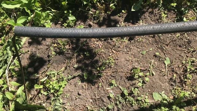 Петунии в дизайне сада смотреть онлайн