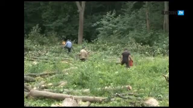 В Чкаловске под строительство детсада вырубают вековой лес смотреть онлайн