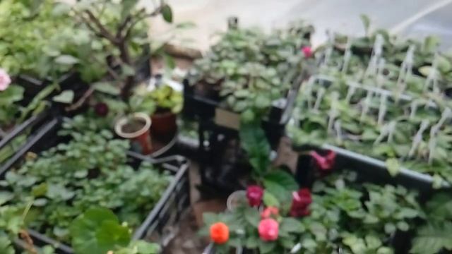 Пеларгония Millfield Rose (Милфилд Роуз) смотреть онлайн