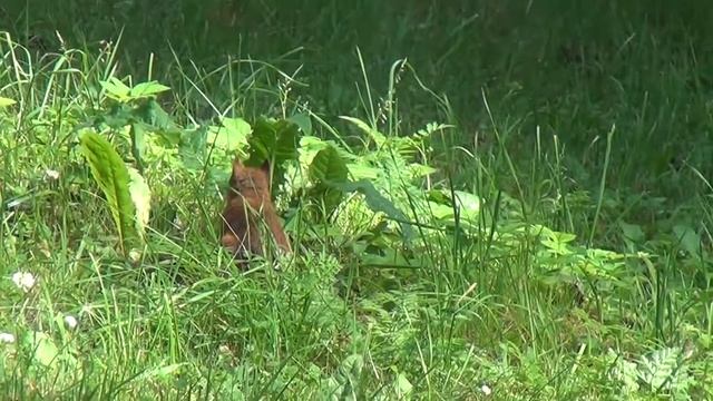 Выкрутасы белки в Гатчине. (squirrel quirk) смотреть онлайн