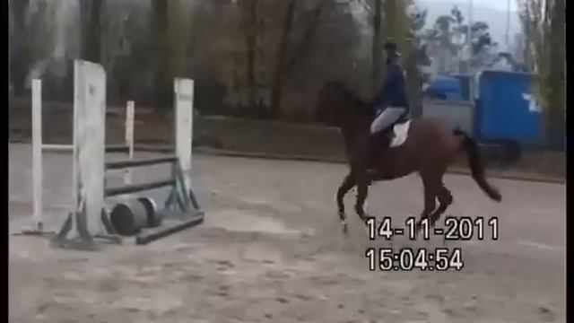 Heiniger-Pferde.com  Hannover Wallach Von For Edition X Grand Royal X Argentan