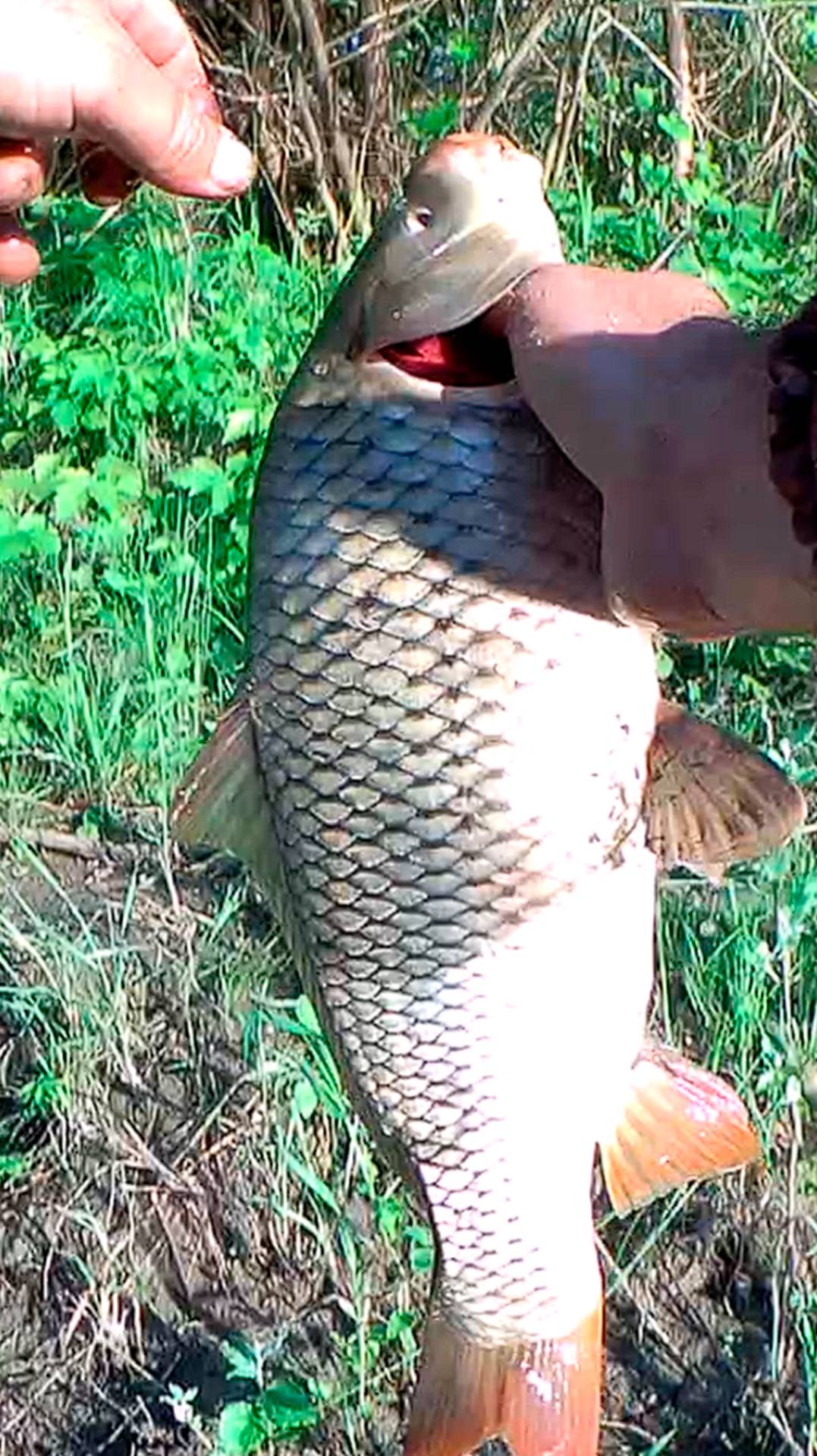 сазан смотреть онлайн