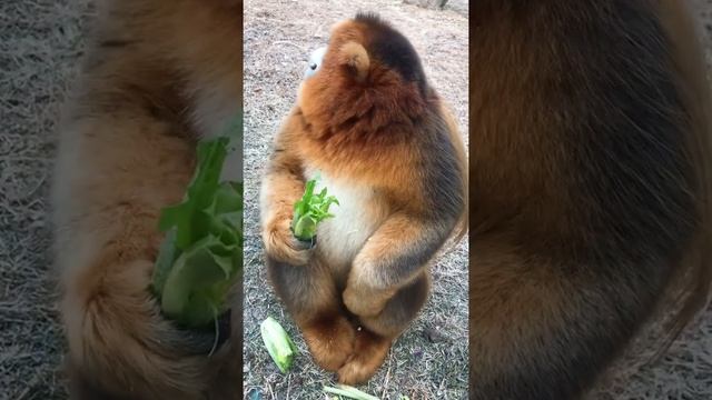 Monkey - Rhinopithecus Dorato