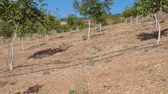 230- Chandler Ceviz Bahçesi Verime Geldi.  Bursa, Mustafa Kemal Paşa Ilcesi, Sünlük