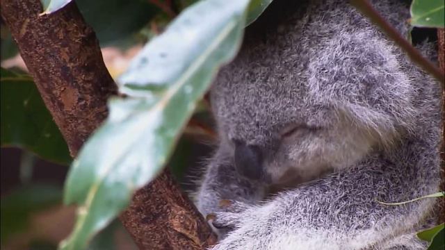 животные в дикой природе(моя 1 работа) смотреть онлайн