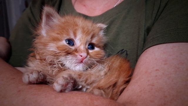 Фотосессия «тигренка» по прозвищу Рыжик (Photo session of a tiger cub) смотреть онлайн