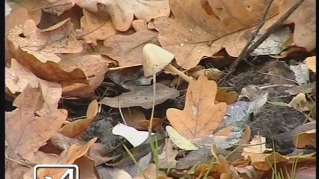 Отравление грибами