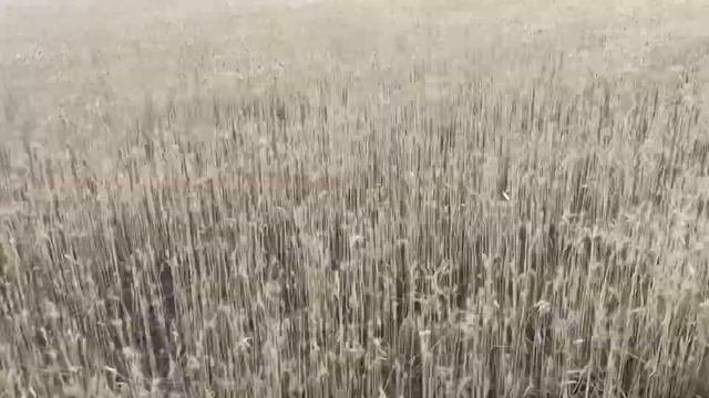 5 июля.С Мишкой Журавлевым в Селидово. смотреть онлайн