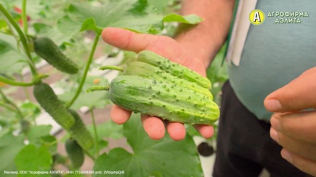 ОГУРЕЦ ДЛЯ ХОЛОДНОГО ЛЕТА. Отличный гибрид для консервирования. смотреть онлайн