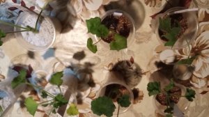 Черенкование пеларгонии в перлите и вермикулите