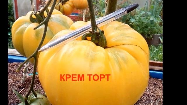 Редкие и экзотические томаты: коллекция – 2020 смотреть онлайн