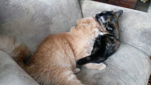 Мамин сыночек смотреть онлайн