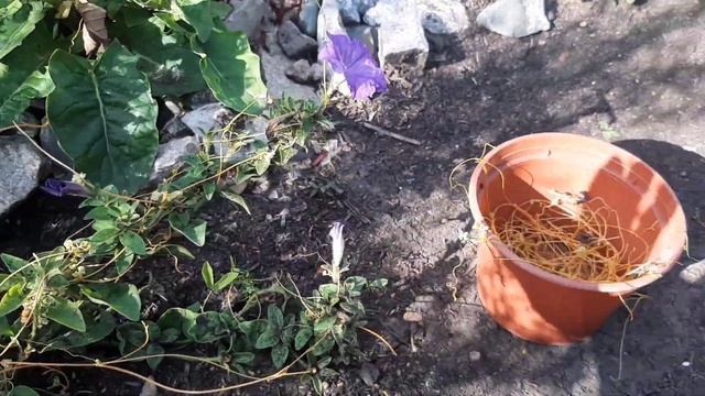 Покруче БОРЩЕВИКА будет. ПОВЕЛИКА самый страшный сорняк паразит не имеет корней. Проверьте огороды смотреть онлайн