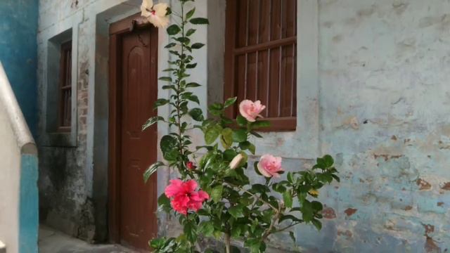 3 Different Colour of Hibiscus Flower in a pot смотреть онлайн