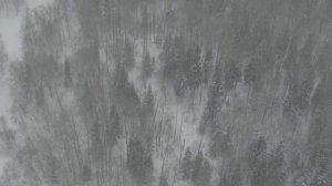охота кабан с квадрокоптера mavic2 zoom