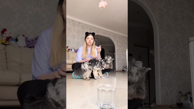 У вас есть домашние животные? 🐶 смотреть онлайн