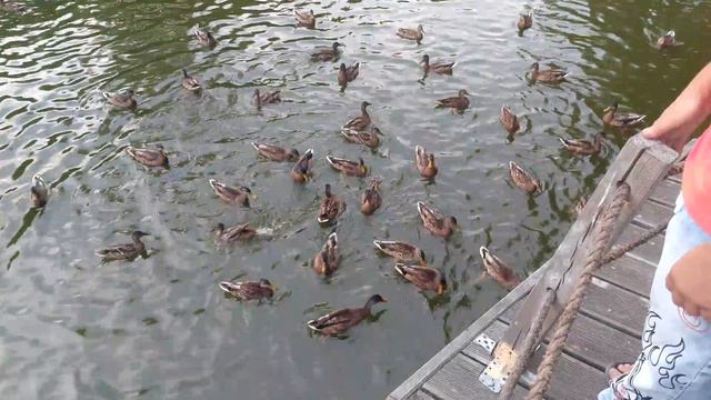 Ромка и утки. смотреть онлайн