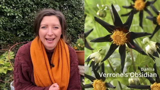 Dahlia Varieties I'm Growing in 2023 смотреть онлайн