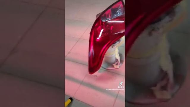 nissan almera lens coat смотреть онлайн