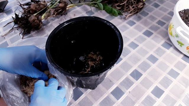 ЗАМИОКУЛЬКАС Долларовое Дерево. Секреты Посадки, Ухода и Полива. смотреть онлайн