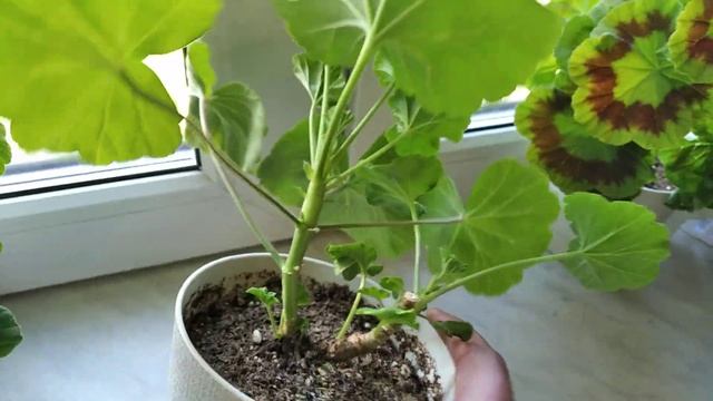 Обзор как подросли пеларгонии, которые купила месяц назад. смотреть онлайн