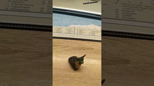 Максвелл Кот - размер 3Д/3D " Maxwell cat. " смотреть онлайн