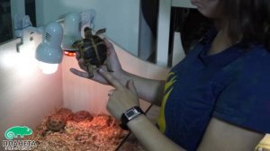 Как правильно выбрать сухопутную черепаху? Где купить черепаху?