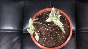 Комнатный цветок традесканция. От чего зависит ее цветение?