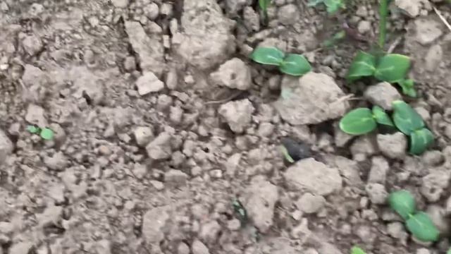 Настой из крапивы. Органическое удобрение смотреть онлайн