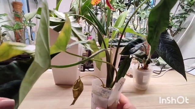 13.11.22 Новые Алоказии (Alocasia Scalprum, Alocasia Simpo)