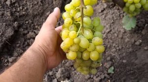 Вкусён зараза! Описание сорта винограда Цимус.