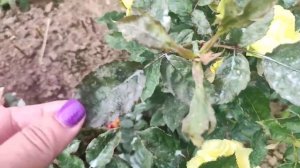 Сама научилась и вас научу.   Роза Лимбо.(Limbo)Кордес.