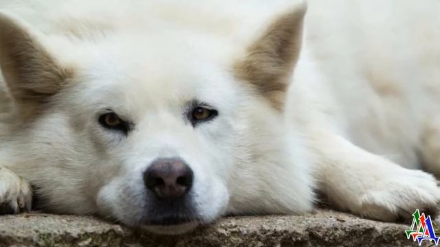 Бес был собакой-катастрофой. Собакой-попадакой. Однажды он так извалялся в дохлой кошке, что… смотреть онлайн