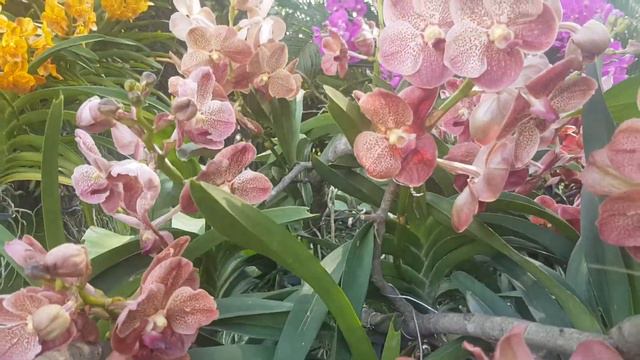 The Bloom Ratchaburi(Orchid Park) смотреть онлайн