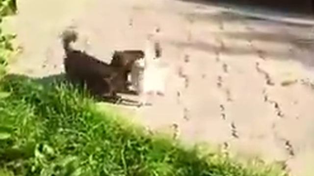 Чихуахуа белый продажа смотреть онлайн