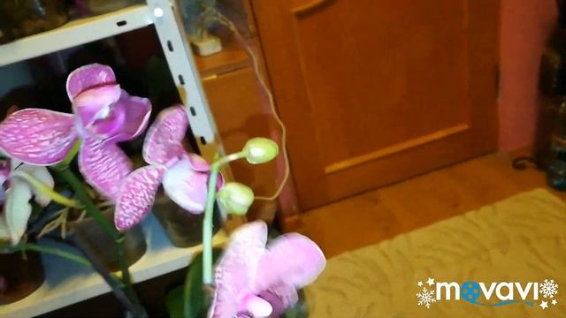 Орхидея кимоно, может ли повториться цветение? смотреть онлайн