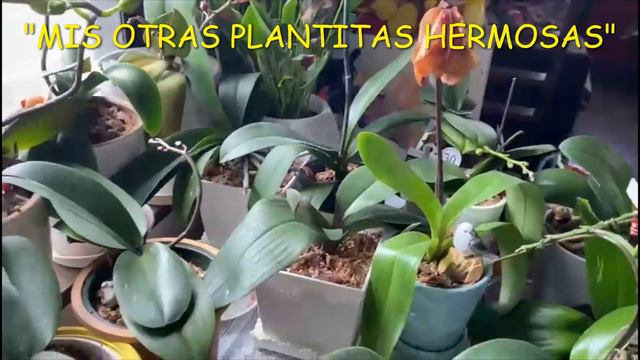 #42 MIS OTRAS PLANTITAS смотреть онлайн