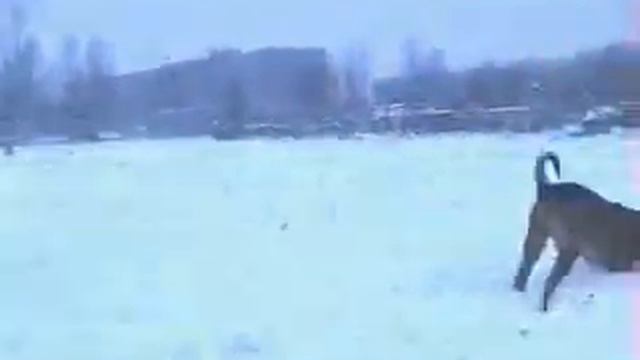 omar snow Питомник бордоских догов «Perle de France» http://perl.petsinform.com/ смотреть онлайн