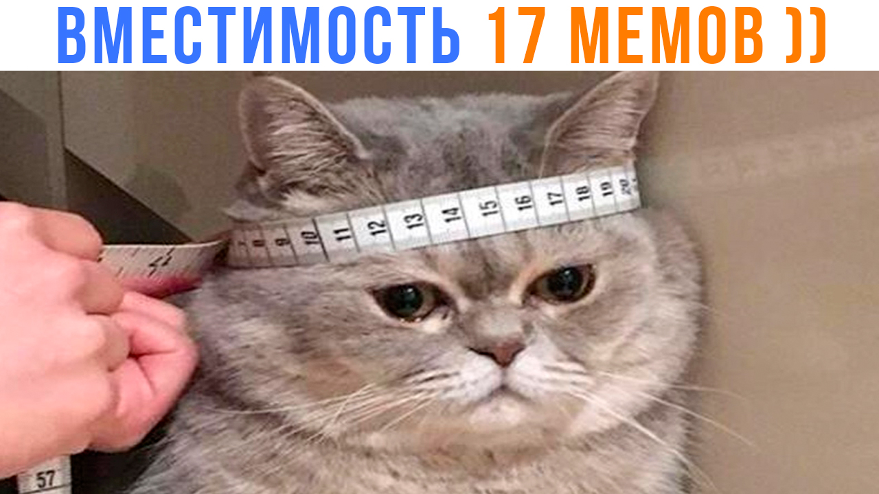 СКОЛЬКО МЕМОВ ВМЕЩАЕТ ТВОЯ ГОЛОВА? ))) | Приколы с котами | Мемозг 1422 смотреть онлайн