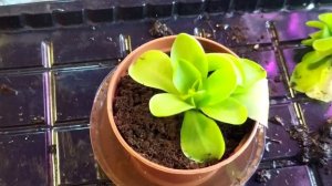 Жирянка. Пересадка .