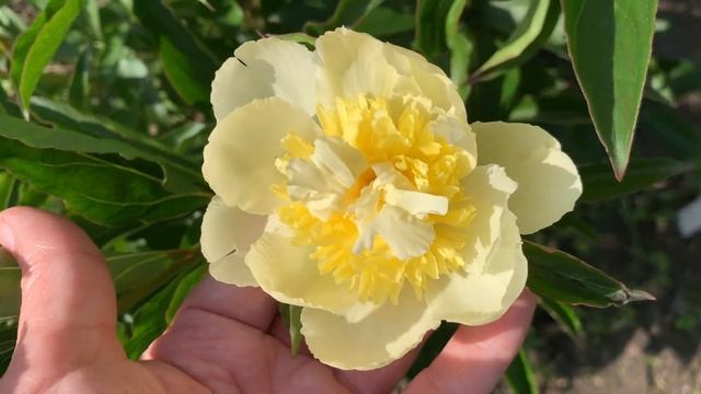 Peony 'Goldilocks' (Lins,1967)channel YouTube : PEONIES-ALL ABOUT THEM (ПІОНИ-ВСЕ ПРО НИХ) смотреть онлайн