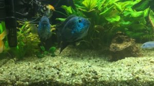 Блю Демпси  Цихлозома в общем аквариуме